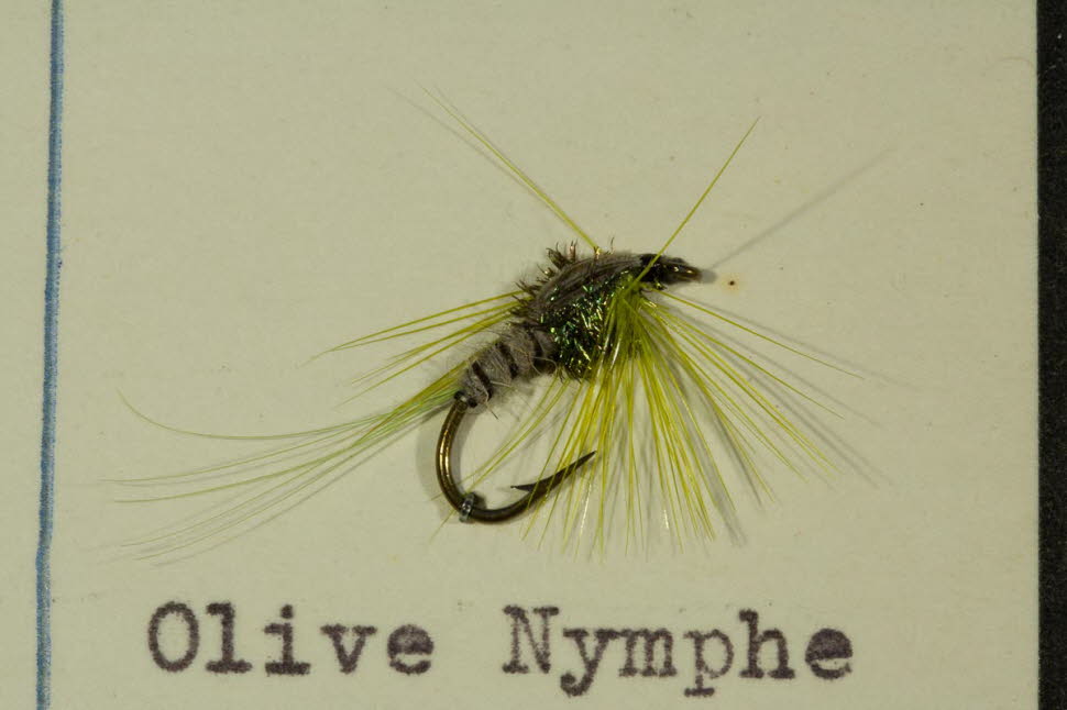 Olive Nymphe